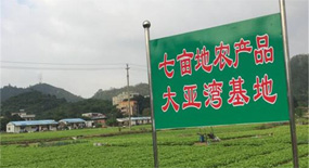 蔬菜基地