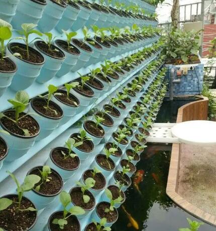 深圳农产品批发了解首个蔬菜综合保险试点实施