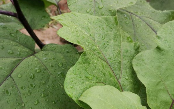 深圳送菜公司教您夏秋茬茄子防止石茄发生